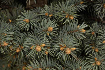 dark green branches of a coniferous tree with needles, with buds on them. Coniferous tree, branches, needles, dark green, nature, background, texture