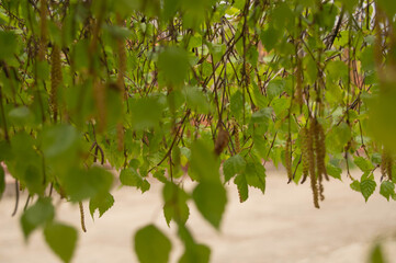 background of birch leaves with buds on the branches. Birch tree, leaves, buds, spring, background, texture, nature