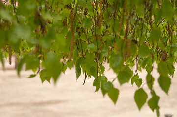 background of birch leaves with buds on the branches. Birch tree, leaves, buds, spring, background, texture, nature
