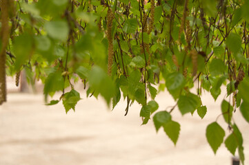 background of birch leaves with buds on the branches. Birch tree, leaves, buds, spring, background, texture, nature