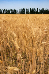 Ripe barley cultivation and rural road with trees, Parma, Italy