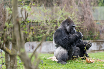 Silverback Zoo Schmieding Austria