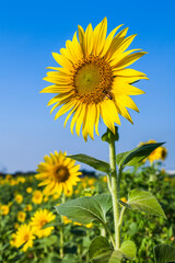 Obraz premium Close-up of yellow sunflower field with the blue sky background