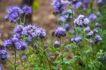 spring flowers
