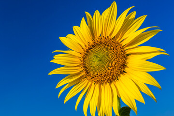Close-up of yellow sunflower field with the blue sky background