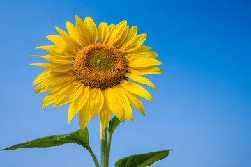 Close-up yellow sunflower with the bee, in the outdoor garden.