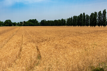 Ripe barley cultivation and rural road with trees, Parma, Italy