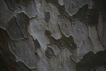 end of season pattern pattern tree surfaces