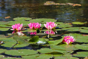 White Water Rose, Water Lily on a Pond at Low Barns Nature Reserve, County Durham, England, UK.