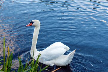 Naklejka premium A white majestic swan floats in front of a wave of water. Young swan in the middle of the water. Drops on a wet head.