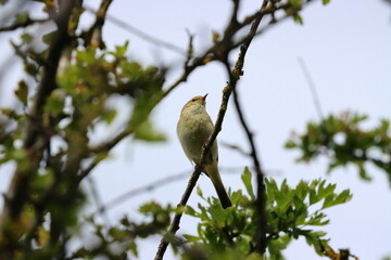 A  Common Chiffchaff (Phylloscopus collybita) Bird Perched High in a Tree. County Durham, England, UK. 