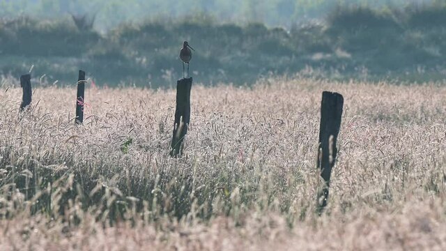 Black tailed godwit standing on the post fence in the meadow with backlight, summer, (limosa limosa)