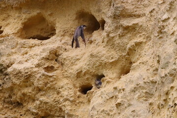 A Sand Martin Flying to its Nest with a Chick looking out of a Nest Hole.