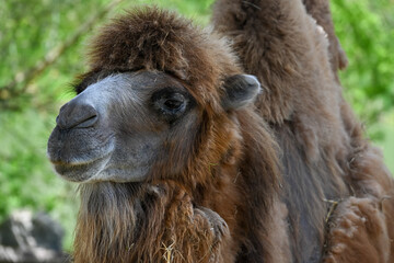 Fototapeta premium camel