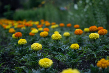 marigolds planted in several parallel rows