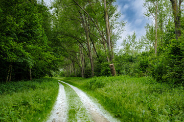 Holsterwold naij  Zeewolde, Flevoland Province, The Netherlands || Holsterwold near Zeewolde, Flevoland Province, The Netherlands