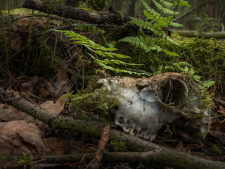 Stara czaszka leżąca w lesie wśród paproci i mchu - obrazy, fototapety, plakaty