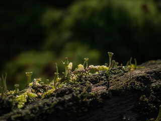 Porosty i mech na drewnie w lesie