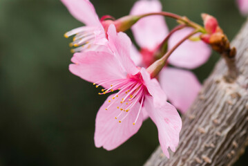 Fototapeta premium Close-up Cherry blossoms with the Blurred background