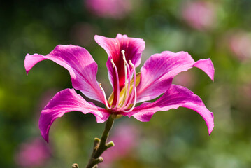 Close-up Bauhinia purpurea flower with the blurry background