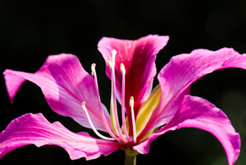 Close-up Bauhinia purpurea flower with the blurry background