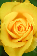 Fototapeta premium 黄色いバラ