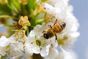Blooming white prunus padus and the bee in the outdoor garden.