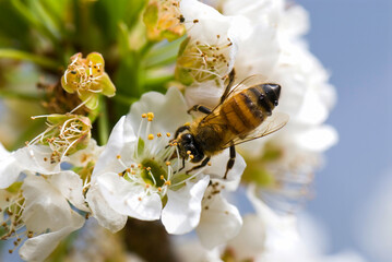 Blooming white Prunus padus and the bee in the outdoor garden.