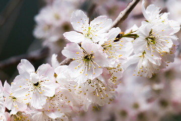 Close-up of cherry flowers blooming in the spring season.   