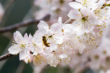 Close-up cherry blossom with bees in the outdoor garden.