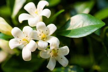 Naklejka na ściany i meble Orange jasmine flower or orange jessamine (a common name for Murraya paniculata) in the park.