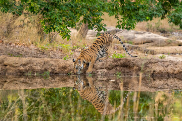 wild royal bengal tiger drinking water and quenching thirst with reflection in natural scenic...