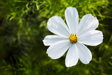 Beautiful white cosmos flowers blooming in the garden.