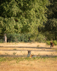 wild royal bengal tiger in natural green scenic landscape background in post monsoon season at ranthmbore national park or tiger reserve rajasthan india - panthera tigris tigris