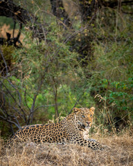 Fototapeta na wymiar Indian wild male leopard or panther portrait in natural green background and eye contact in outdoor jungle safari at jhalana forest or leopard reserve jaipur rajasthan india - panthera pardus fusca