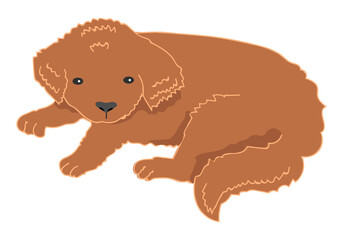 Brown puppy lies. HOME PET. Vector illustration. Isolated on white.