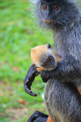 A natural life of the Silver Leaf Monkey
