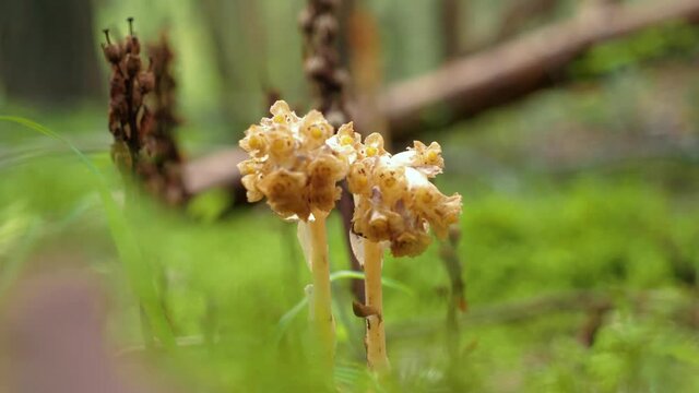 Dutchman's pipe (Monotropa hypopitys) flower contains no chlorophyll