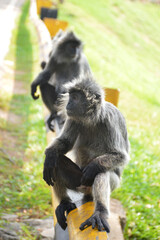 A natural life of the Silver Leaf Monkey