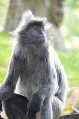 A natural life of the Silver Leaf Monkey