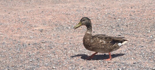 Un Pato com√∫n primer plano de perfil