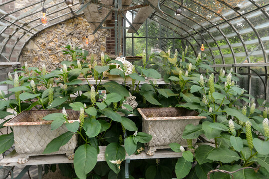 Raisin d'Amérique, Phytolacca americana, Jardin Agapanthe, Grigneuseville, 76, Seine Maritime, Normandie