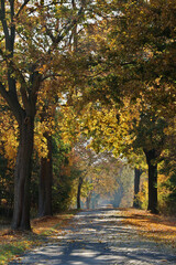 Allee mit Kopfsteinpflaster im Herbst