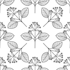 quina, seamless b-w dd ww herb isol