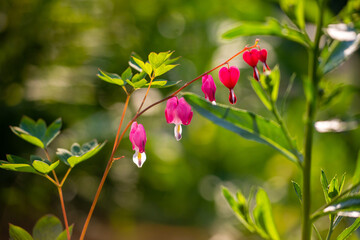 declitra flower broken heart on a clear sunny day with bokeh