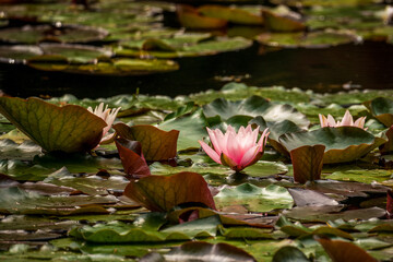 pink water lilies in the pond
