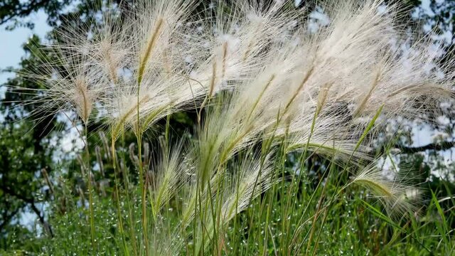 Mat grass. Feather Grass or Needle Grass, Nassella tenuissima, Stipa pennata in garden