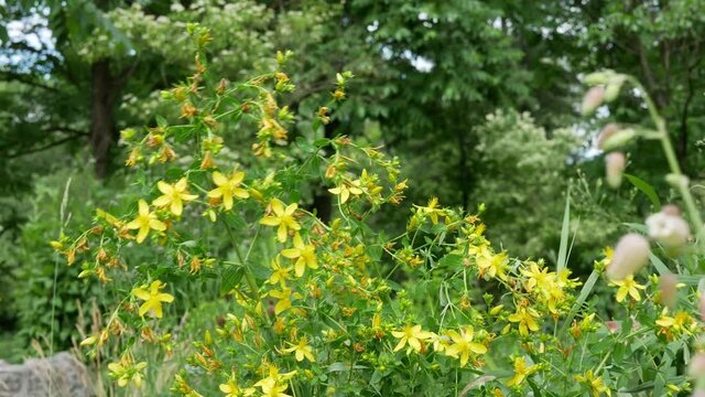 Yellow flowers of hypericum perforatum as a blooming background. Flowering herbaceous perennial plant used in folk medicine.