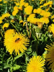 Beautiful of spring primroses flowers primula polyanthus or Perennial primrose with green leaves under sunlight in the garden on blurred natural background at spring or summer season. Nature concept.