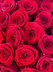 red roses background